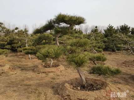 高度300厘米黑松