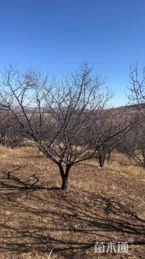 高度600厘米云杉