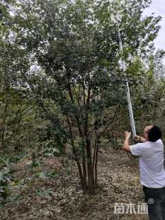 高度600厘米丛生元宝枫