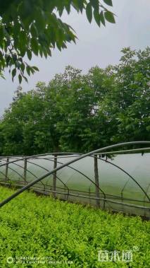 13公分秋紫白蜡