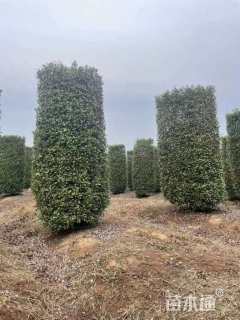 高度250厘米红叶石楠柱