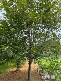 22公分日本早樱