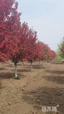 15公分绚丽海棠