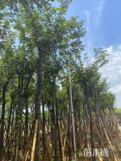 10公分黄花风铃木