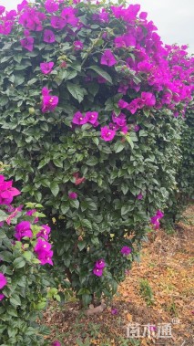 冠幅140厘米三角梅球