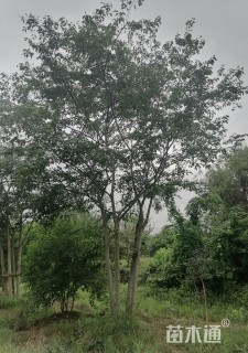 8公分丛生朴树