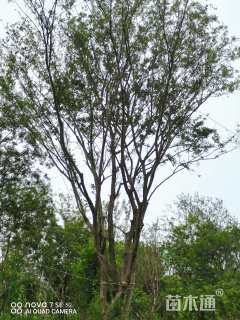 80公分多杆朴树