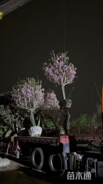 12公分日本晚樱