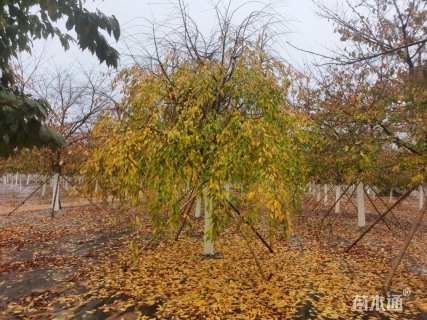 15公分垂枝樱花