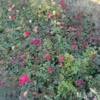 高度40厘米大花月季