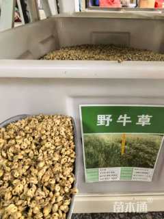 野牛草种子