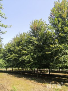 18公分美国红枫