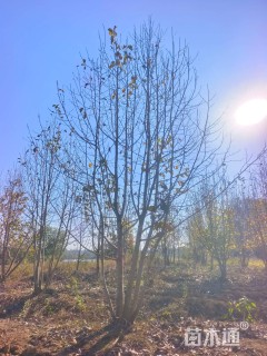 高度600厘米丛生白玉兰