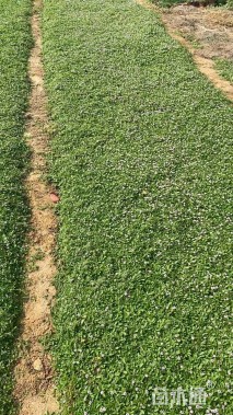 高度15厘米姬岩垂草