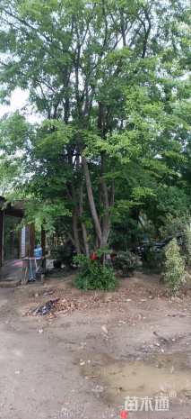 100公分丛生朴树