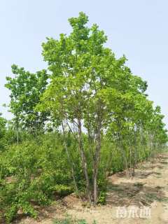 高度300厘米丛生蒙古栎