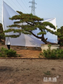 18公分造型黑松