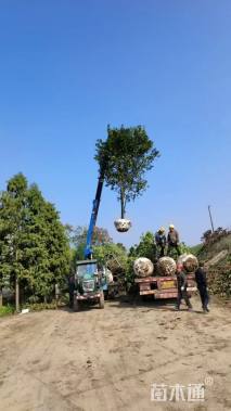 20公分丛生香泡