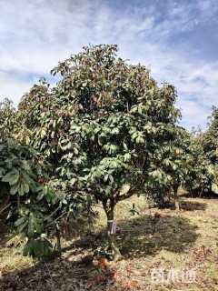 15公分椤木石楠