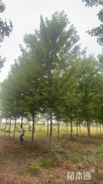 15公分美国红枫