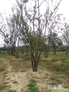 50公分丛生朴树