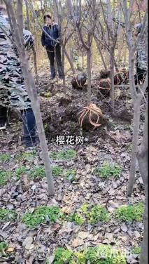 10公分二乔玉兰