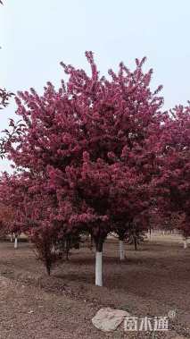 15公分丰盛海棠