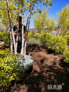 3公分金叶复叶槭