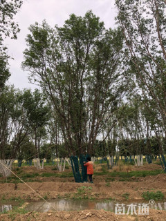 高度400厘米丛生五角枫