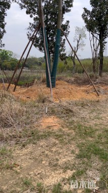 85公分多杆朴树