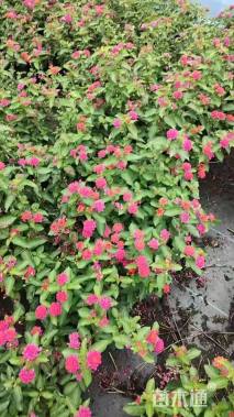 冠幅30厘米五色梅