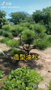 10公分造型油松