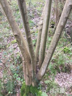 65公分丛生朴树