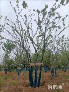 40公分(5杆)丛生朴树