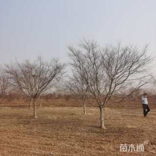 14公分日本红枫