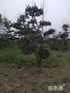 原生苗造型罗汉松