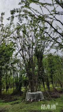 12公分(5杆)丛生朴树