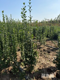 高度180厘米北海道黄杨