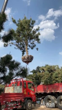 高度500厘米黑松