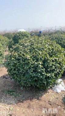 冠幅150厘米卫矛球