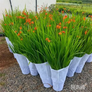 高度60厘米火星花