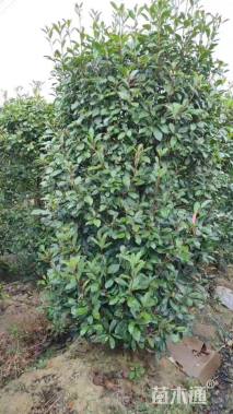 高度200厘米红叶石楠柱