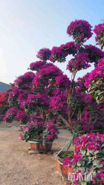 12公分黄花风铃木