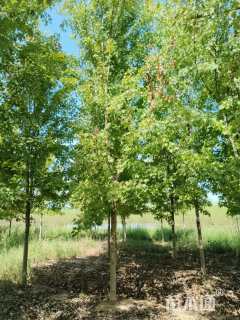 12公分美国红枫