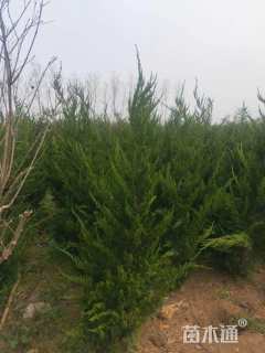 高度150厘米龙柏