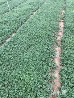 高度20厘米蓝香芥