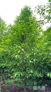 15公分乐昌含笑