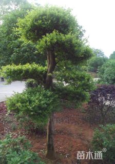 200厘米造型赤楠