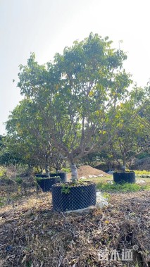 高度400厘米黄皮