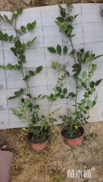 高度50厘米蔷薇